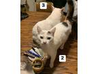 Adopt Lilly a Calico or Dilute Calico American Shorthair / Mixed (short coat)