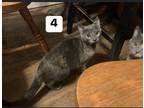 Adopt Sybil a Gray or Blue (Mostly) American Shorthair / Mixed (short coat) cat