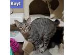 Adopt Kayt a Tiger Striped Manx (short coat) cat in Newark, OH (37079391)