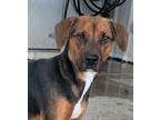 Adopt Millie a Brown/Chocolate Beagle / Mixed dog in Taylorsville, NC (37078794)