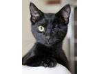 Adopt Ramos a All Black Domestic Shorthair / Domestic Shorthair / Mixed cat in