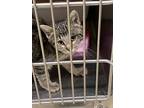 Adopt Second J QC10 1/16/23 a Gray or Blue Domestic Shorthair / Domestic