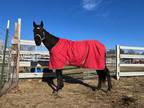 Adopt NIGHT FLIGHT a Black Thoroughbred / Mixed horse in Methuen, MA (37077171)