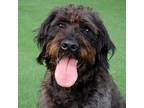 Adopt Mocha a Black Mastiff / Poodle (Standard) / Mixed dog in Burlingame