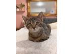 Adopt Jemma a Brown or Chocolate Domestic Shorthair / Domestic Shorthair / Mixed