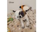 Adopt Oliver a Boston Terrier / Mixed dog in York, SC (37076584)