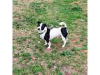 Adopt Kermit a Black - with White Jack Russell Terrier / Mixed dog in