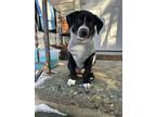 Adopt Tuna a Black - with White Border Collie / American Staffordshire Terrier /