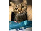 Adopt Roz a Brown or Chocolate Domestic Shorthair / Domestic Shorthair / Mixed