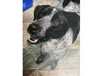 Adopt SENORA a Merle Australian Shepherd / Mixed dog in Chester, SC (37075624)