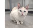 Adopt Ivy a White Domestic Shorthair / Domestic Shorthair / Mixed cat in Wichita