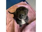 Adopt Rex a Black American Pit Bull Terrier / Mixed dog in Lancaster