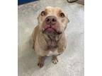 Adopt Benny a Tan/Yellow/Fawn American Pit Bull Terrier / Mixed dog in