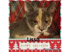 Lissa Domestic Shorthair Kitten Female
