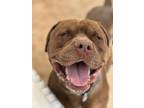 Adopt Grizzly a Dogue de Bordeaux, American Staffordshire Terrier