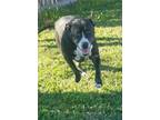 Adopt Ruby a Boxer, Bull Terrier