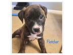 Adopt Fletcher a Labrador Retriever, Pit Bull Terrier