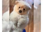 Pomeranian PUPPY FOR SALE ADN-538124 - Teddy