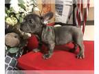 French Bulldog PUPPY FOR SALE ADN-538704 - French bulldog