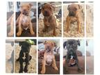 American Pit Bull Terrier PUPPY FOR SALE ADN-538134 - FULL BLOODED