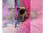 Pug PUPPY FOR SALE ADN-538399 - Adorable pug puppies