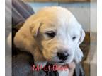 Great Pyrenees PUPPY FOR SALE ADN-538323 - AKC Great Pyrenees pups