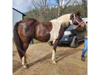 Adopt Scarlett a Thoroughbred / Mixed horse in Hohenwald, TN (37093508)