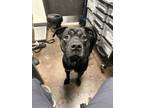 Adopt Dresden a Black Boxer / Mastiff / Mixed dog in Florence, AL (37093490)