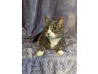 Adopt Toast Malone a Gray or Blue Domestic Shorthair / Domestic Shorthair /