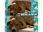 Adopt BENJAMIN a Brown/Chocolate - with White Bull Terrier / Mixed dog in Akron
