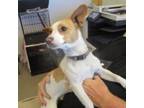 Adopt Archie a White - with Red, Golden, Orange or Chestnut Jack Russell Terrier