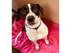 Adopt Lily a Black - with White Retriever (Unknown Type) / Pointer / Mixed dog