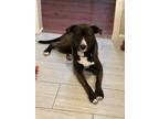 Adopt Samael a Brown/Chocolate - with White Husky / Rottweiler / Mixed dog in