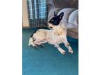 Adopt Eli a White - with Black Dalmatian / Husky / Mixed dog in Benbrook
