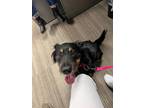 Adopt Tula a Black - with White Bernese Mountain Dog / Cavalier King Charles