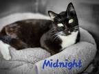 Adopt Midnight a Domestic Shorthair / Mixed (short coat) cat in Cambridge