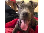 Adopt Blue Ivy a Labrador Retriever / American Pit Bull Terrier / Mixed dog in