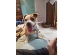 Adopt Ginger a Tan/Yellow/Fawn - with White Basset Hound / Bull Terrier / Mixed