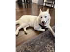 Adopt Whisky a White - with Tan, Yellow or Fawn Husky / Alaskan Malamute / Mixed