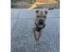 Adopt Nugget a Tan/Yellow/Fawn Shar Pei / Mixed dog in San Jose, CA (37090617)
