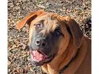 Adopt Penny a Mastiff / Mixed dog in San Ramon, CA (37090647)