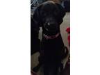 Adopt Lily a Black Labrador Retriever / Whippet / Mixed dog in Lyndon
