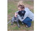 Adopt Duke a Black - with Tan, Yellow or Fawn German Shorthaired Pointer / Mixed