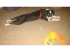 Adopt Bandit a Black - with White Border Collie / Beagle / Mixed dog in