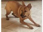 Adopt TERRA a Red/Golden/Orange/Chestnut Carolina Dog / Rhodesian Ridgeback /