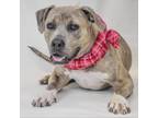 Adopt Morty/Smoke a Tan/Yellow/Fawn American Staffordshire Terrier / Mixed dog
