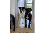 Adopt PANCAKES a Black - with White Border Collie / American Pit Bull Terrier /