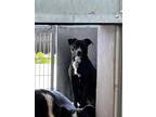 Adopt WAFFLES a Black - with White Border Collie / Bull Terrier / Mixed dog in