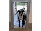 Adopt MISO a Black - with White Border Collie / Bull Terrier / Mixed dog in San