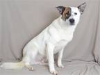 Adopt TRIGGER a White Australian Cattle Dog / Mixed dog in Oroville